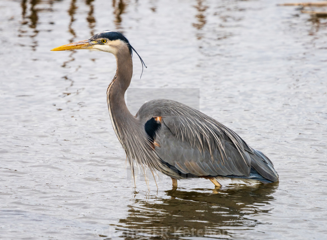 "Great Blue Heron, Deep Wade" by Randal R Ketchem - $15.39 "Great Blue Heron, Deep Wade" stock image
