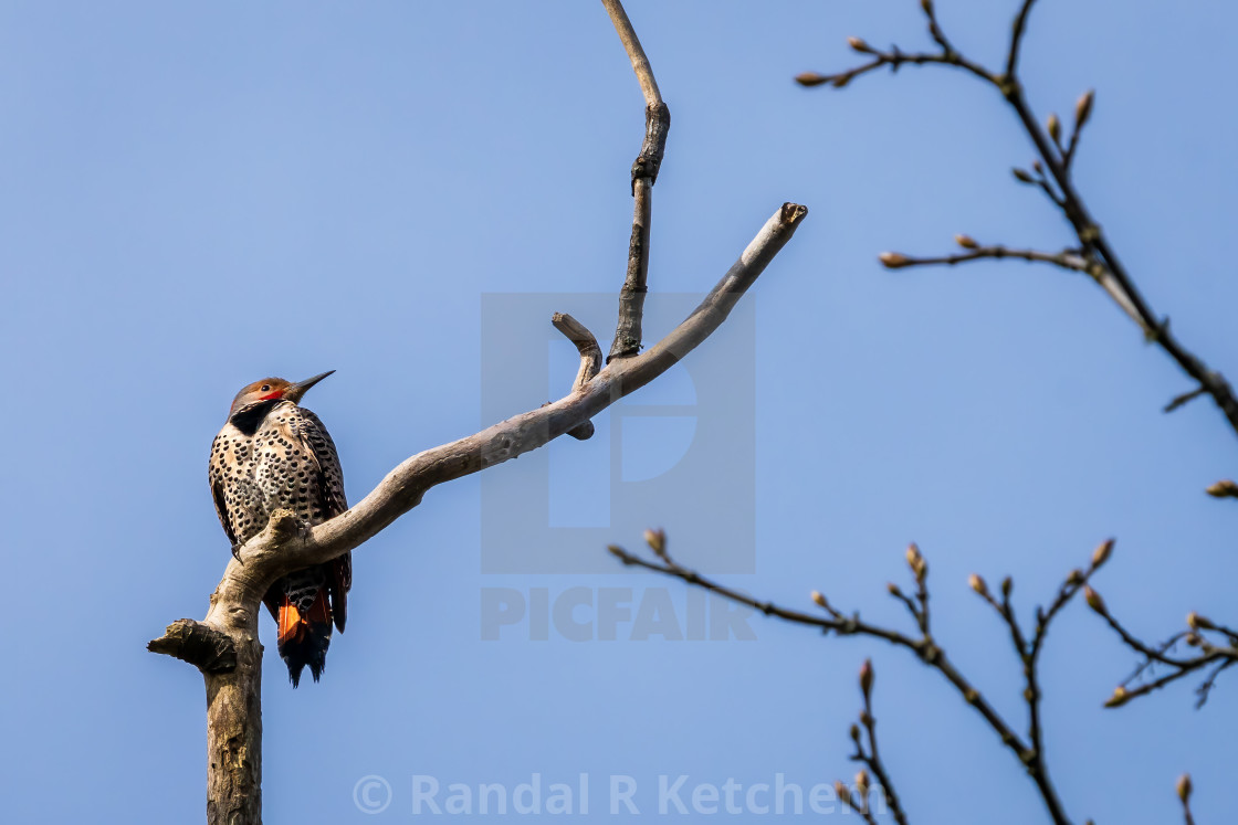 "Northern Flicker, Wistful" by Randal R Ketchem - $15.39 "Northern Flicker, Wistful" stock image