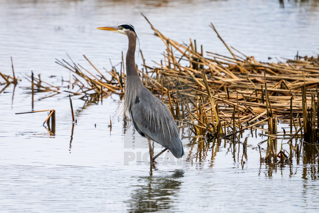 "Great Blue Heron, Walking Tall" by Randal R Ketchem - $15.39 "Great Blue Heron, Walking Tall" stock image