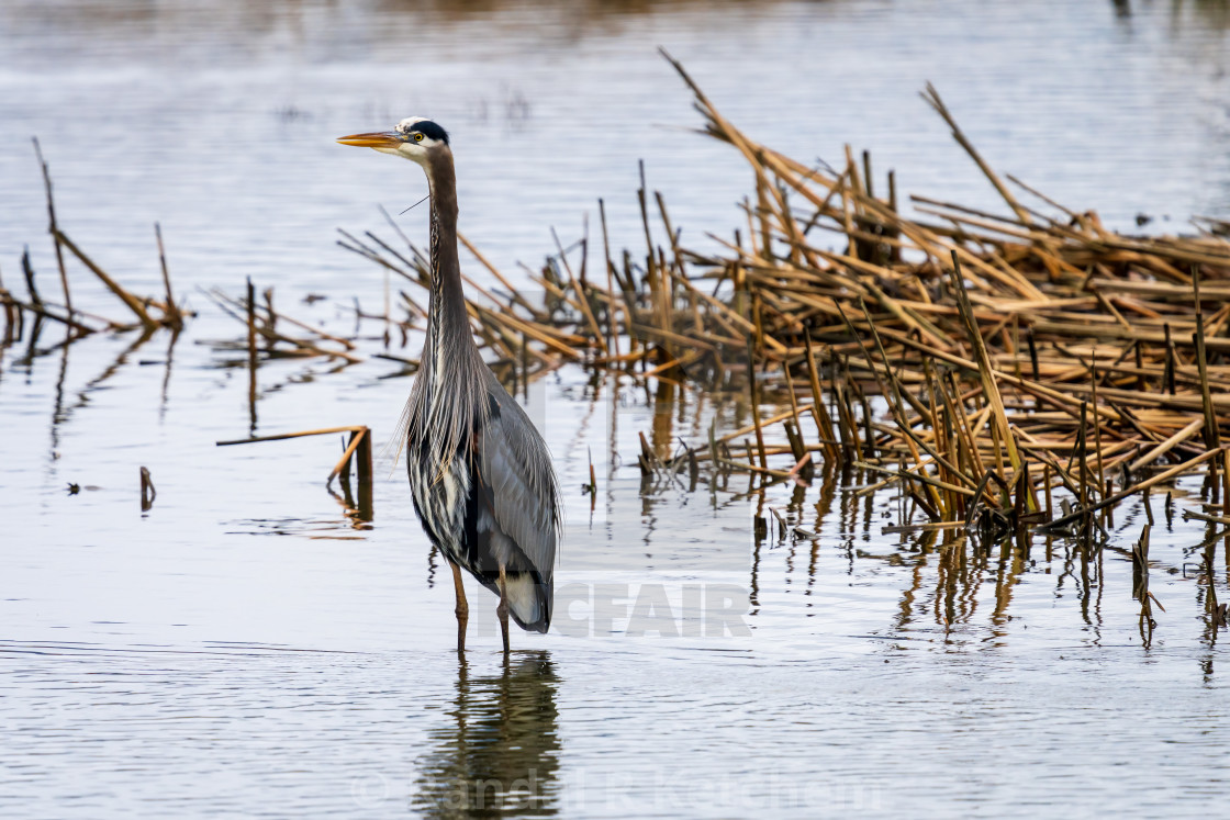 "Great Blue Heron, Are You Looking at Me" by Randal R Ketchem - $15.39 "Great Blue Heron, Are You Looking at Me" stock image