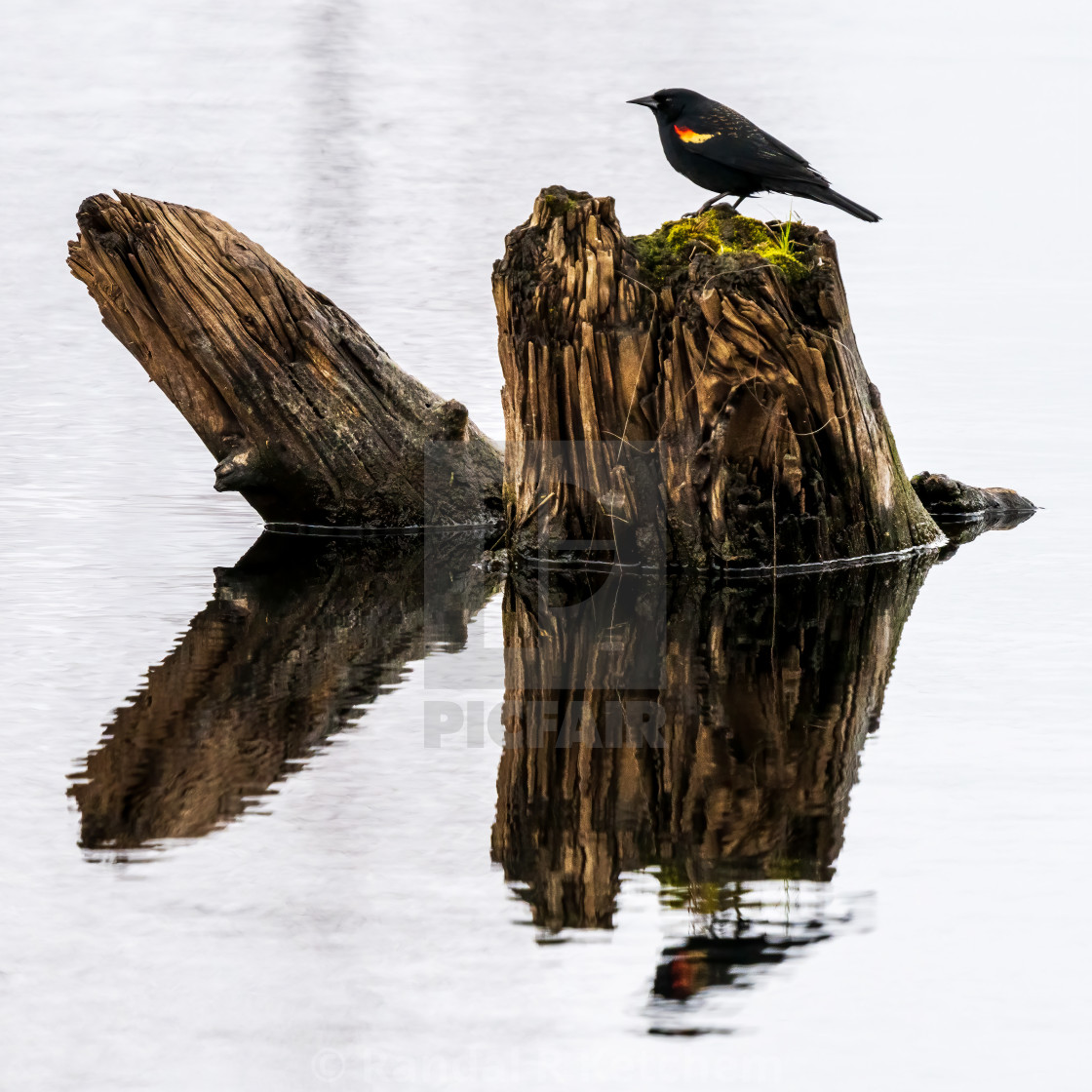 "Red-winged Blackbird, Stump in Water" by Randal R Ketchem - $15.39 "Red-winged Blackbird, Stump in Water" stock image