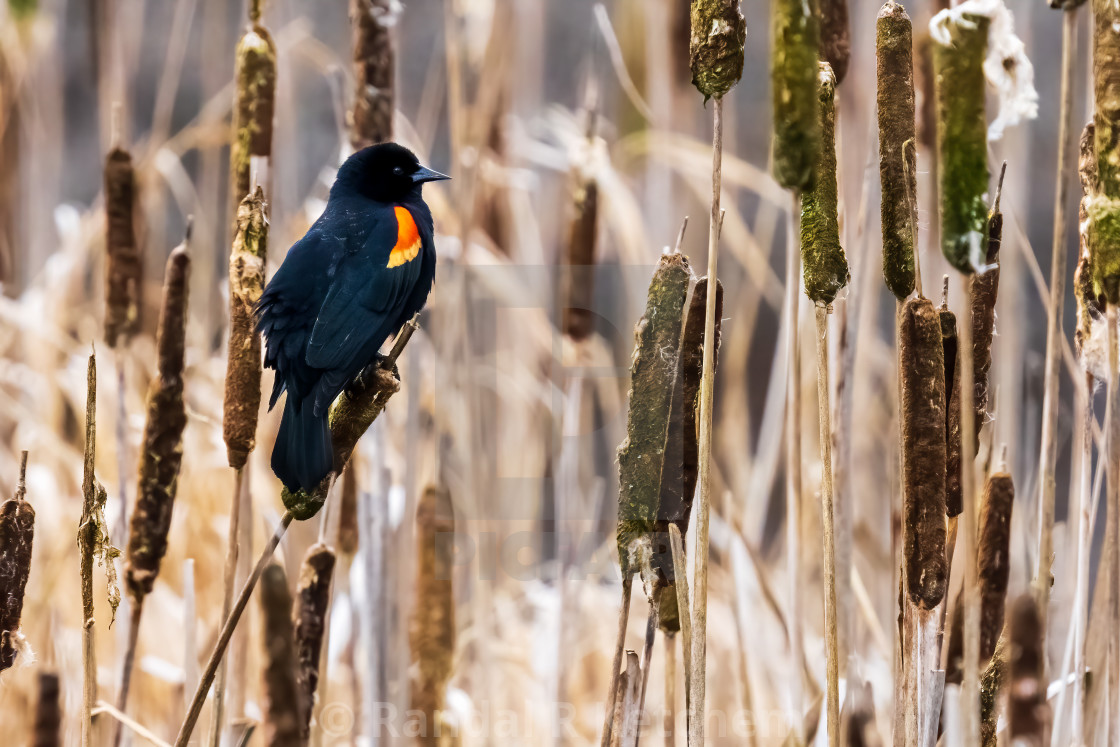 "Red-winged Blackbird on Cattail, Wetlands" by Randal R Ketchem - $15.39 "Red-winged Blackbird on Cattail, Wetlands" stock image