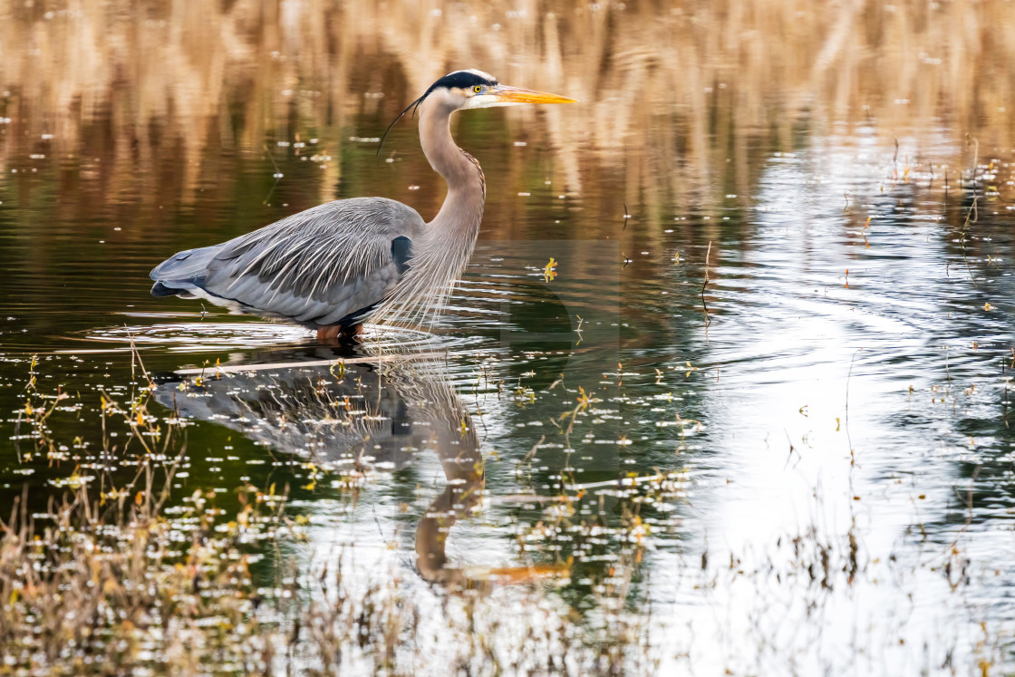 "Great Blue Heron, Wading in the Wetlands" by Randal R Ketchem - $15.39 "Great Blue Heron, Wading in the Wetlands" stock image