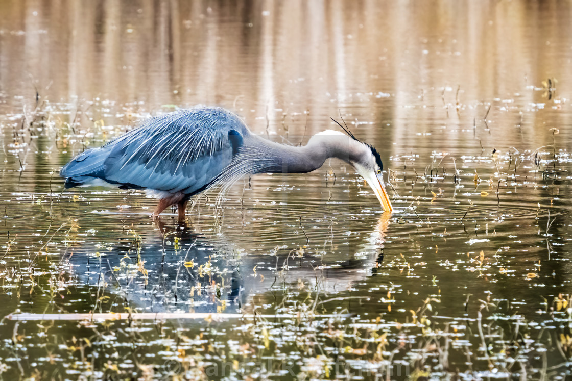 "Great Blue Heron, Spearing Dinner" by Randal R Ketchem - $15.39 "Great Blue Heron, Spearing Dinner" stock image