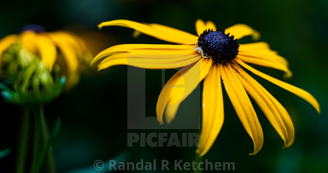 "Flower Crab Spider Waiting on a Black-eyed Susan" by Randal R Ketchem - $15.39 "Flower Crab Spider Waiting on a Black-eyed Susan" stock image
