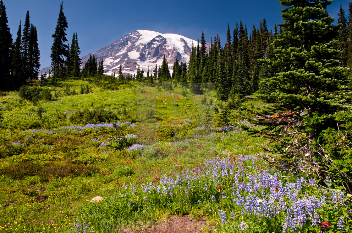 "Mount Rainier, Flower Meadow" by Randal R Ketchem - $15.39 "Mount Rainier, Flower Meadow" stock image