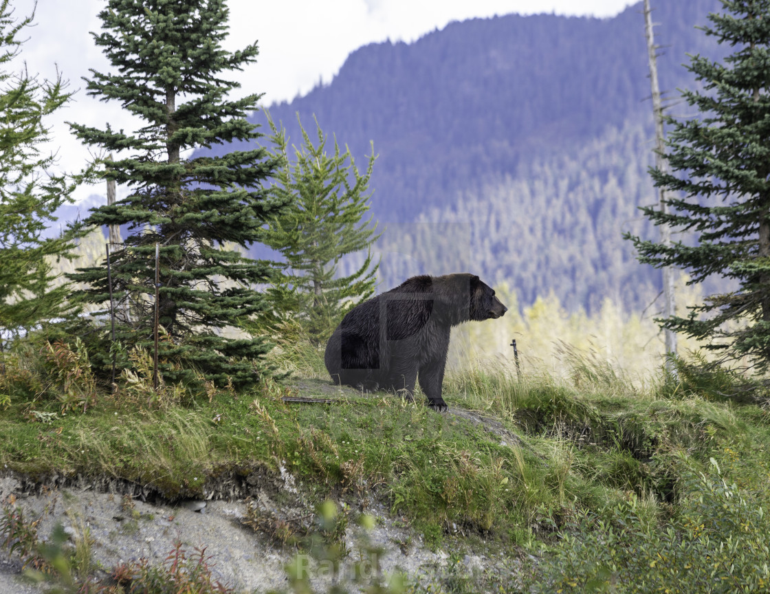 "Grizzly Bear" stock image