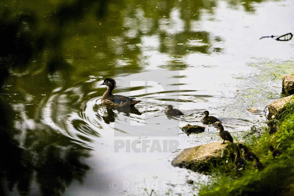 "Just ducky" by Raoul Pop - $6.14 "Just ducky" stock image