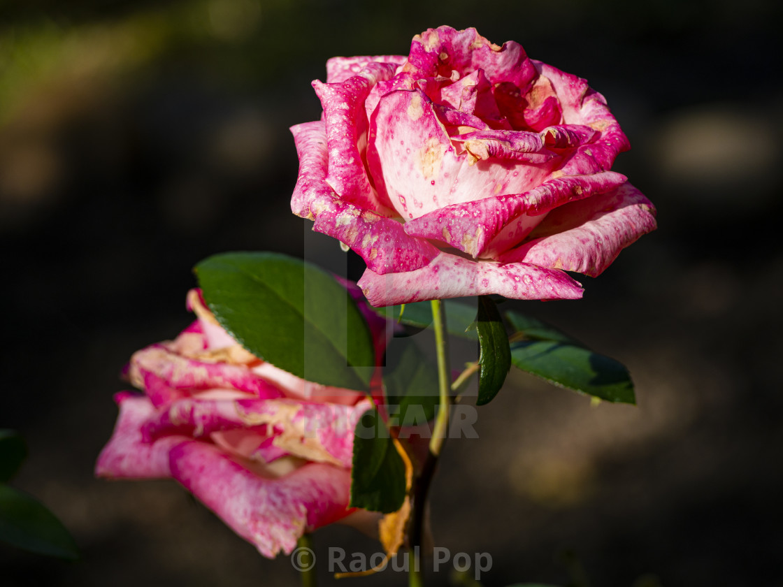 from £4.00