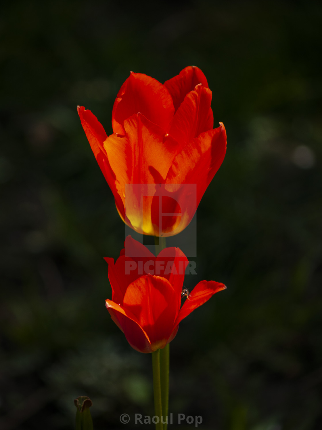 from £4.00