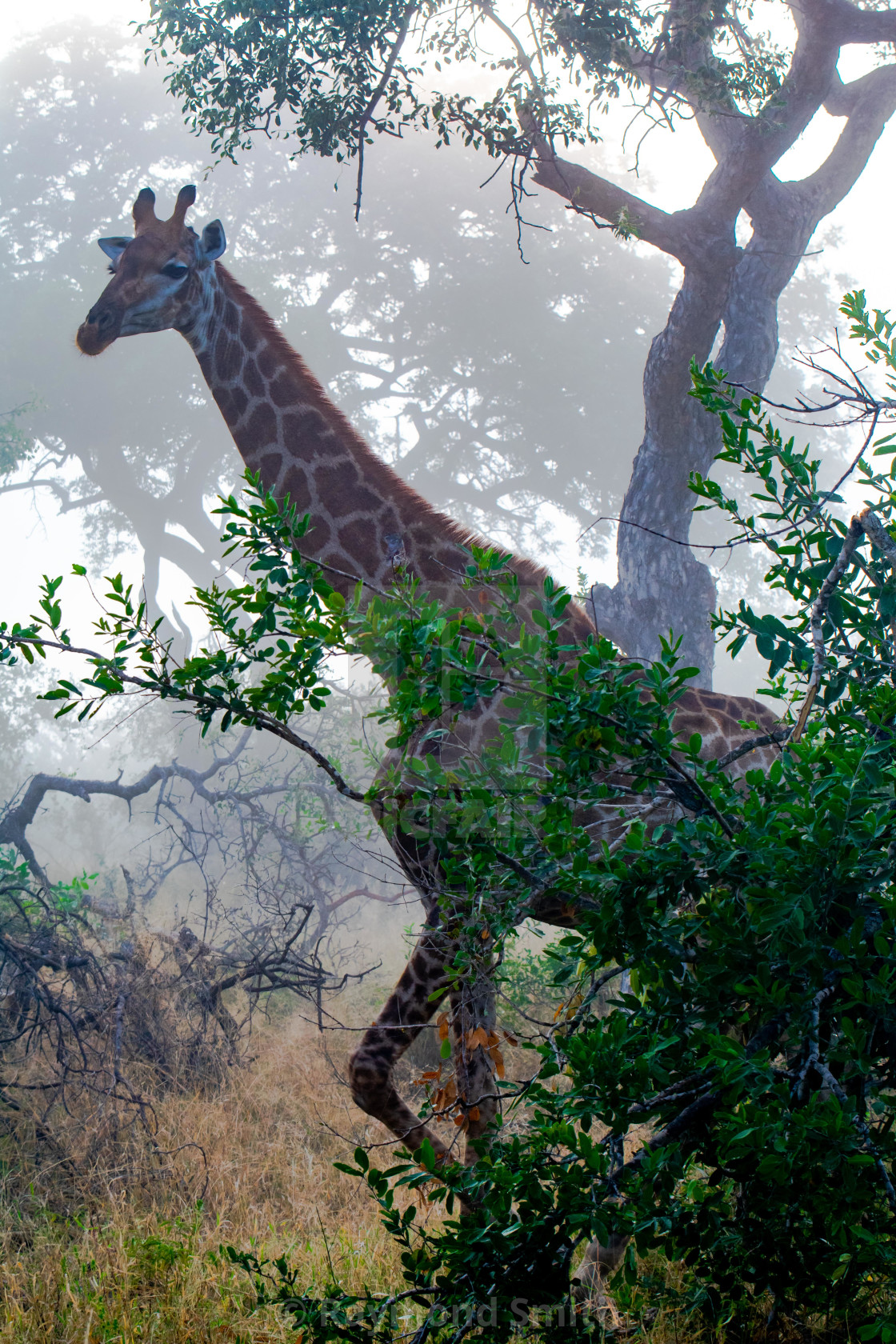 "Giraffe at Dawn" stock image