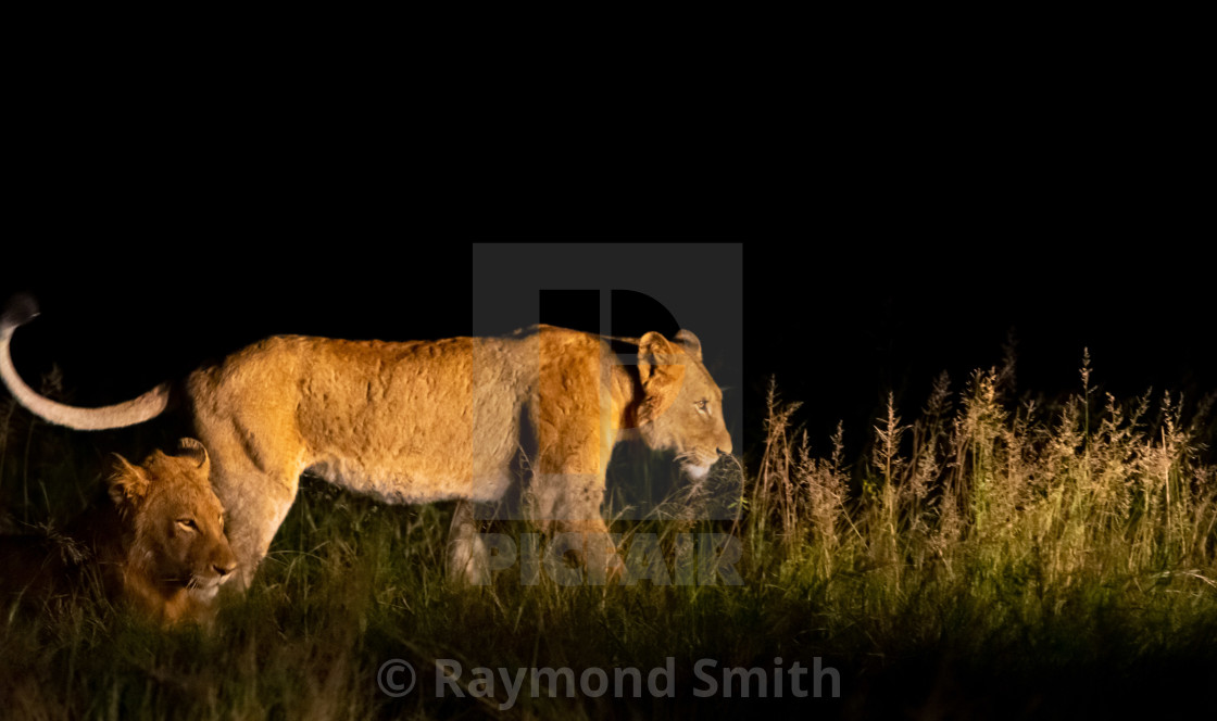 "The Lioness" stock image