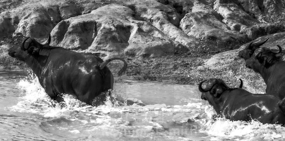 "Cape Buffalo on the Run" stock image