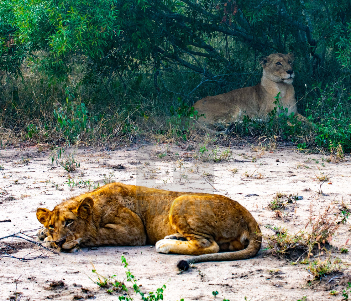 "Lioness and Cub" stock image