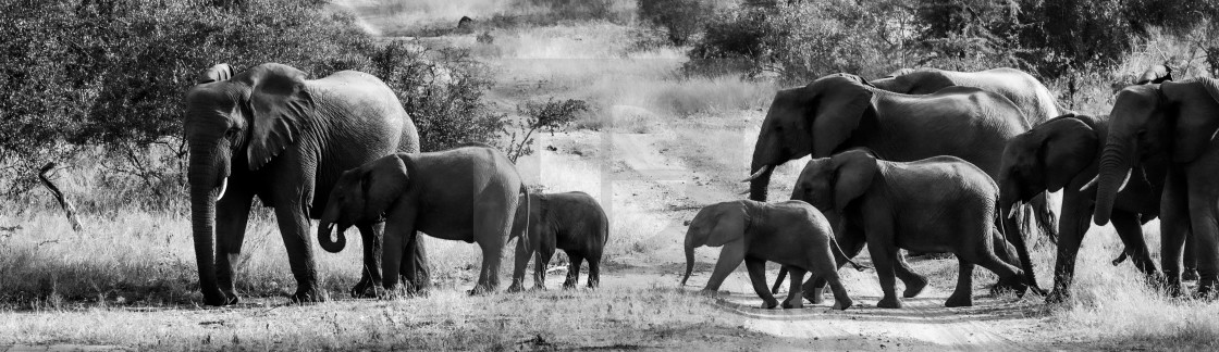 "A Family of Elephants" stock image