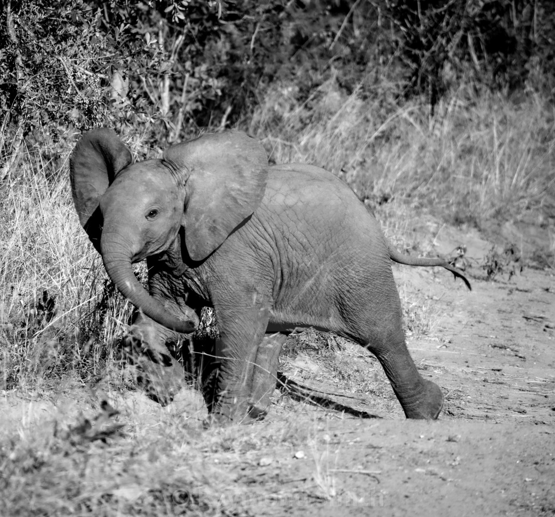 "Baby Elephant on the Move" stock image