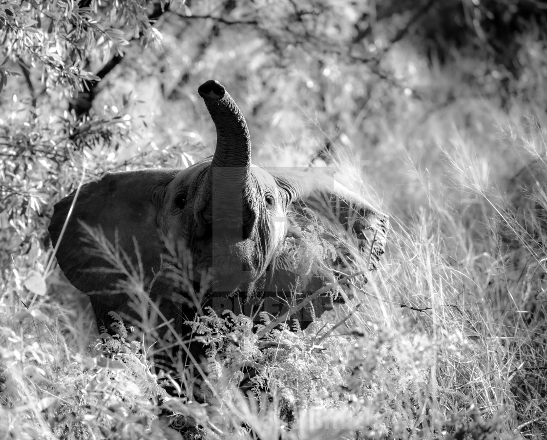 "Baby Elephant in the Bush" stock image