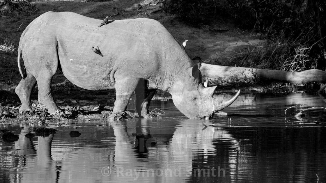 "White Rhino in the Morning" stock image