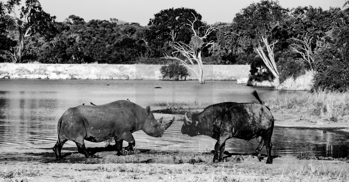 "Face Off at the Watering Hole" stock image