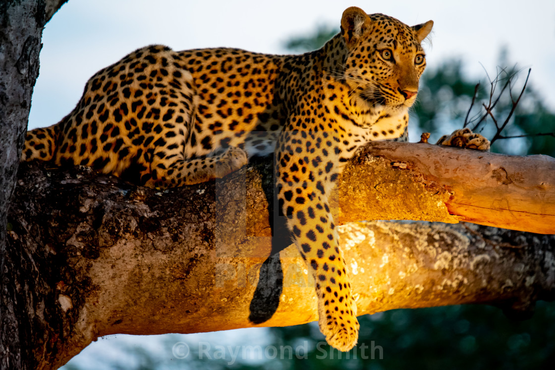 "The Resting Leopard" stock image