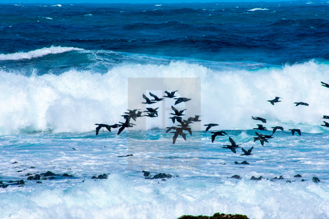 "Cormorants on the Cape" stock image