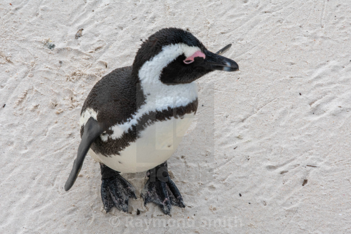 "Curious Penguin" stock image