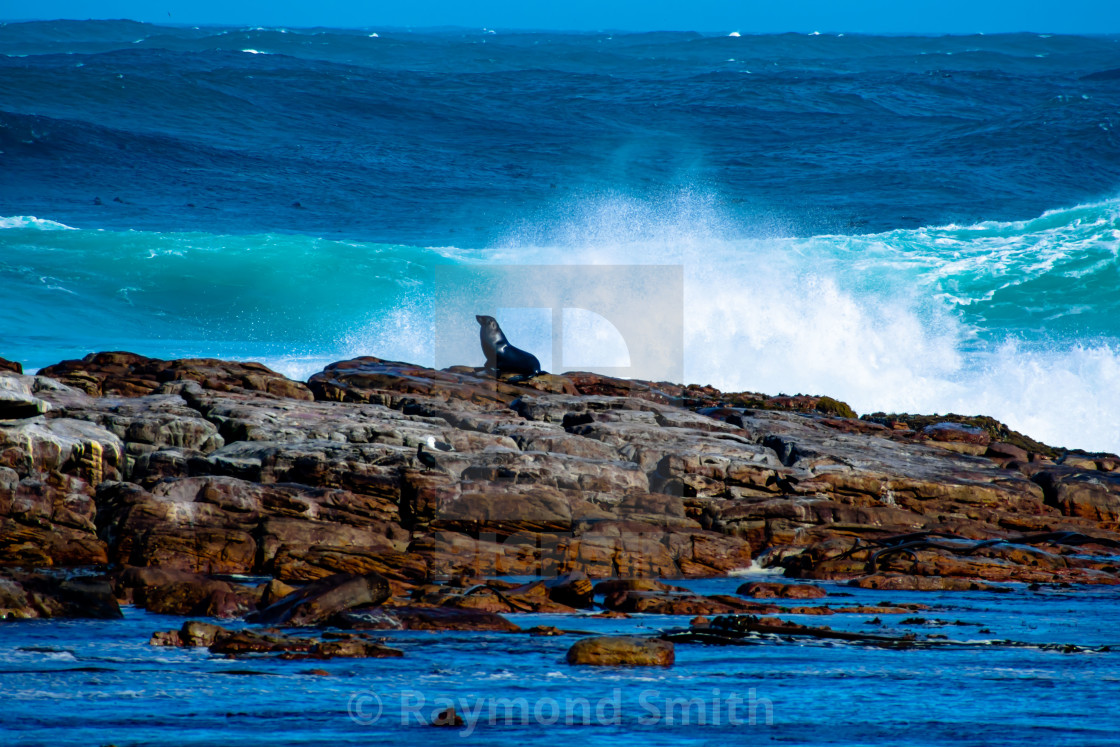 "The Sea Lion of The Cape" stock image