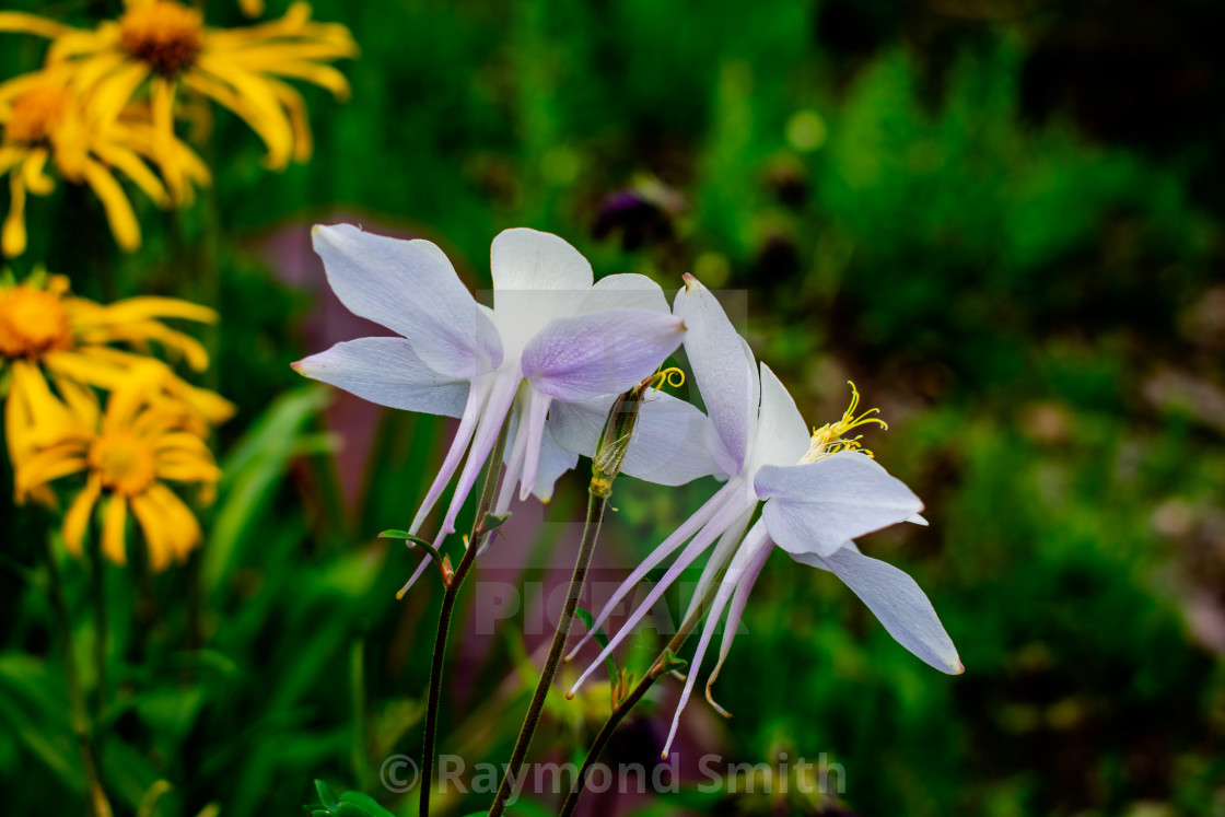 "Colorado Columbine" stock image