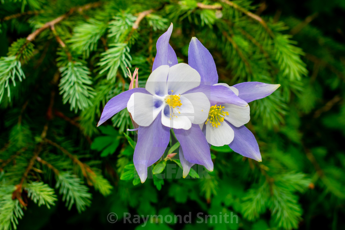 "Colorado Columbine" stock image