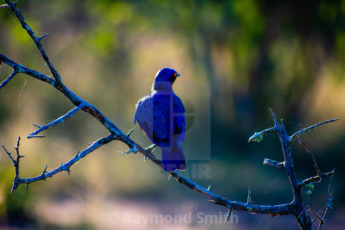 "African Blue Starling" stock image