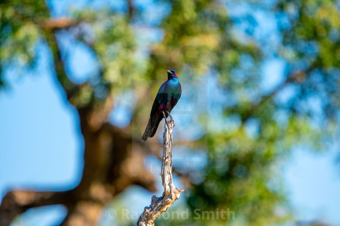 "African Blue Swallow" stock image