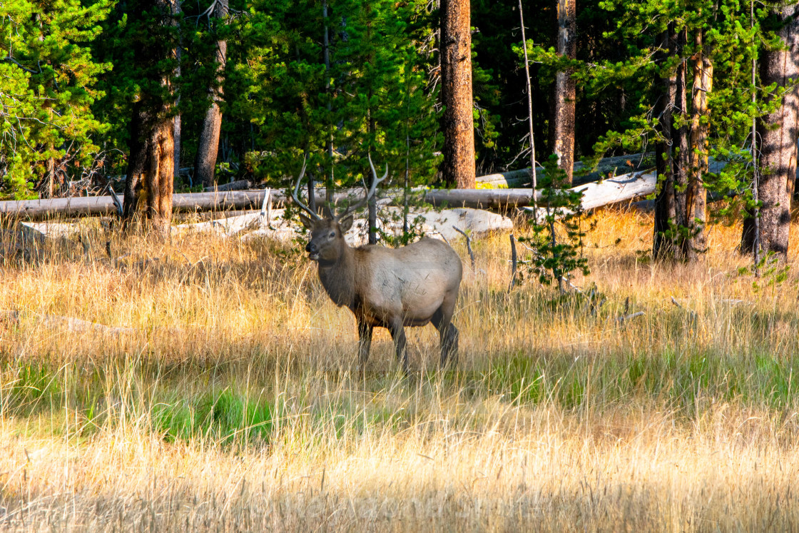 "Bull Elk in Yellostone" stock image