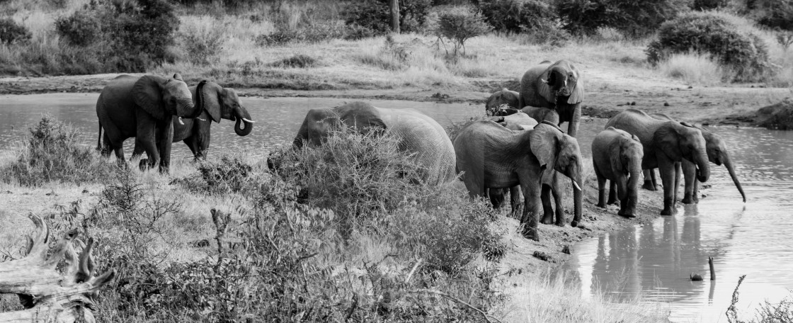 "Memory of Elephants" stock image