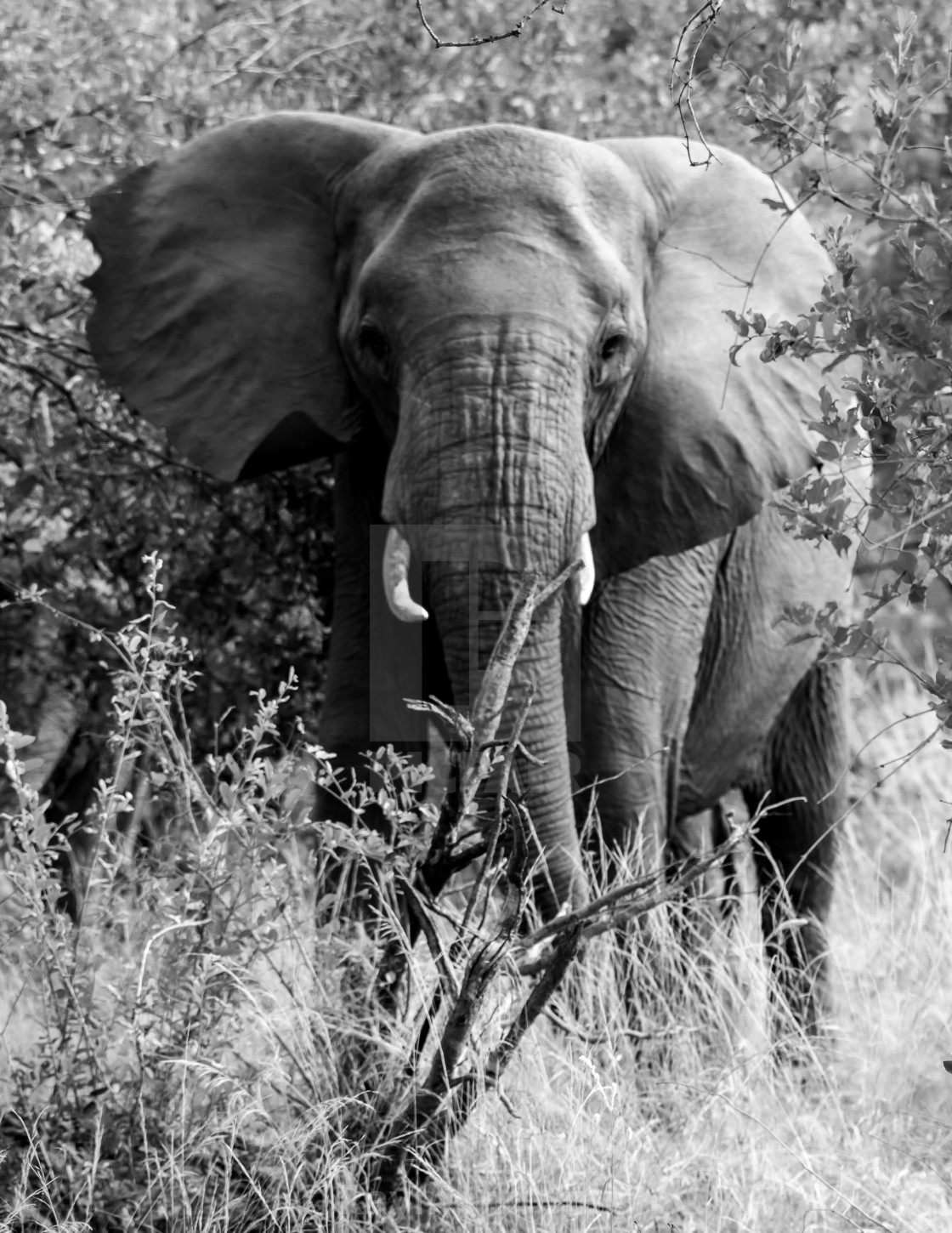 "A Cautious Pachyderm" stock image