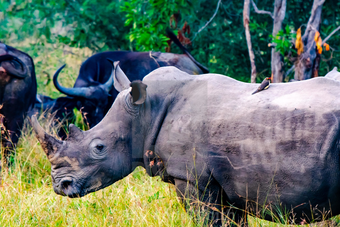 "White Rhino among the Buffalo" stock image