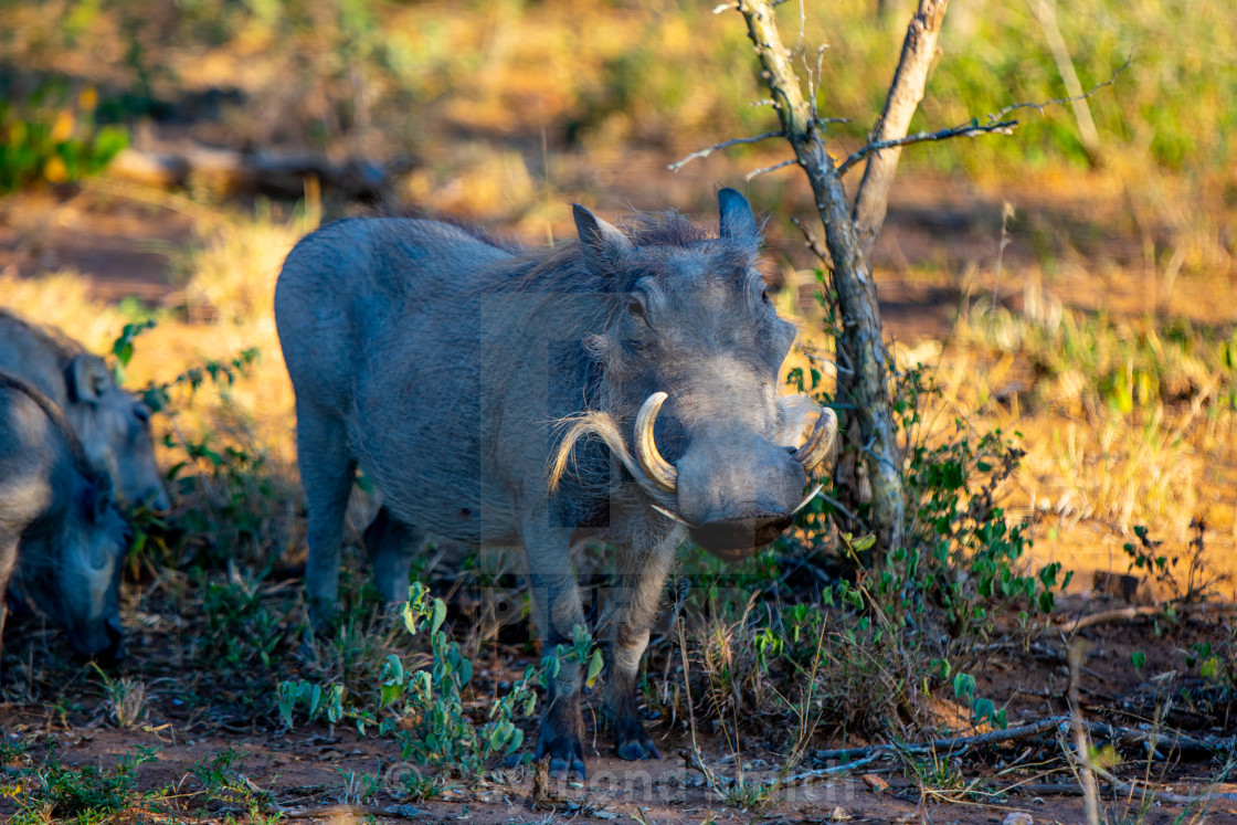 "South African Warthog" stock image