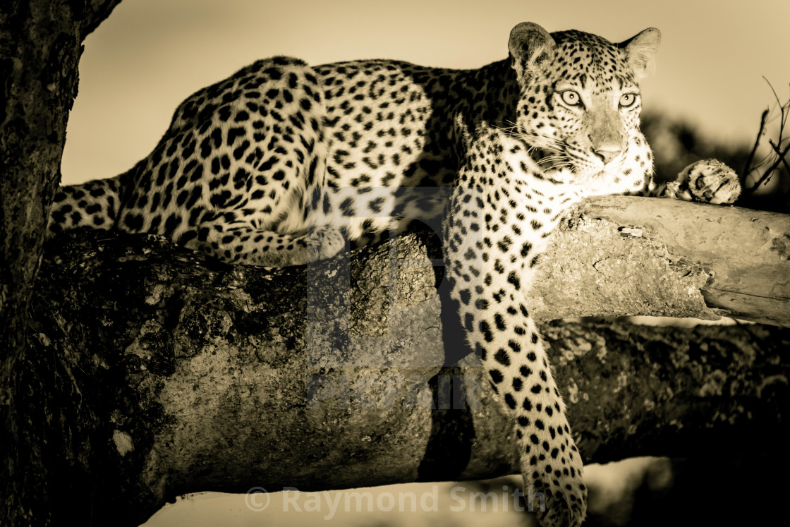 "Leopard Before the Hunt" stock image