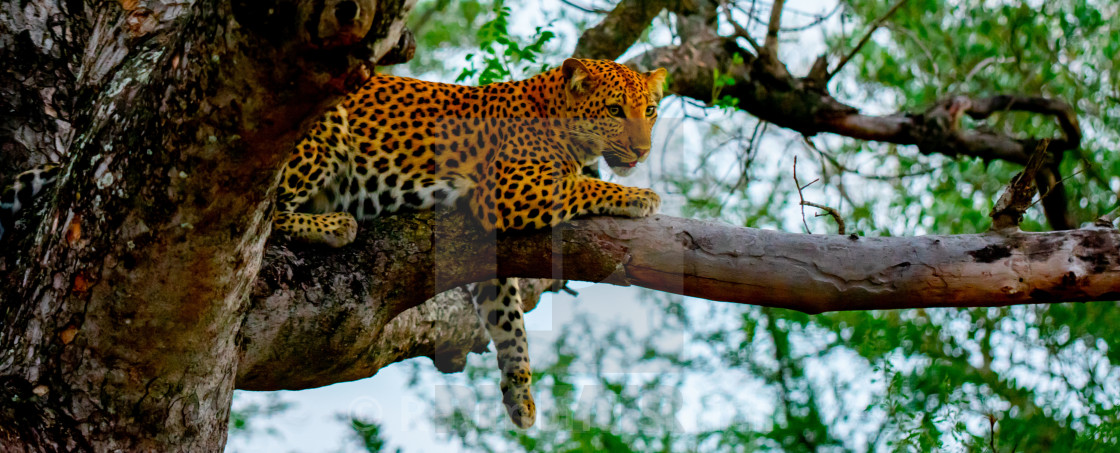 "Leopard Before the Hunt" stock image