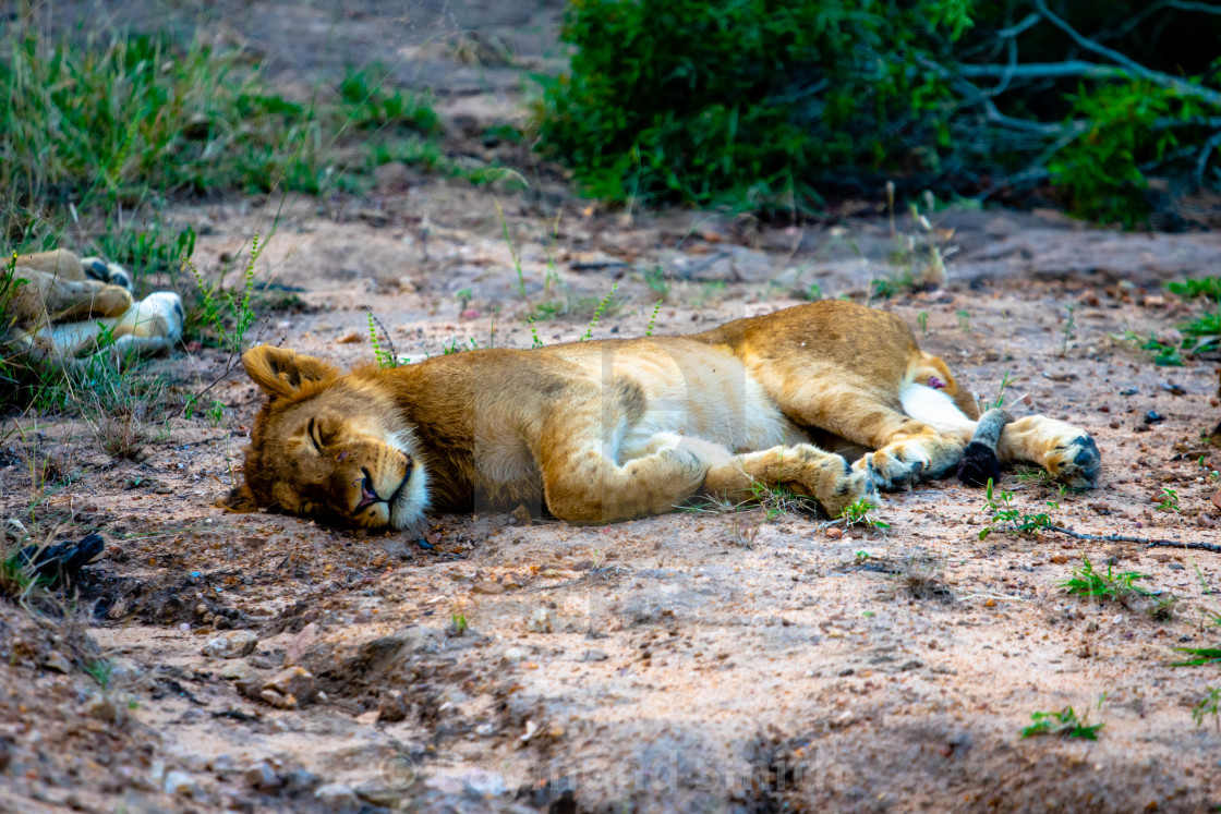 "Resting Lion Cub" stock image