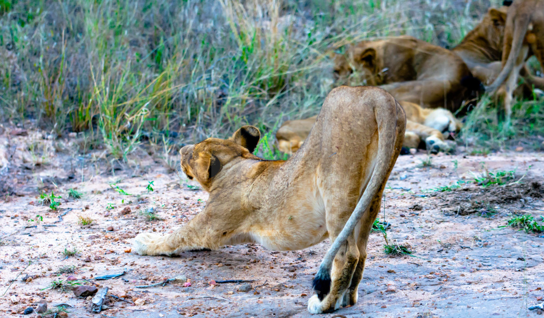 "South African Lion" stock image