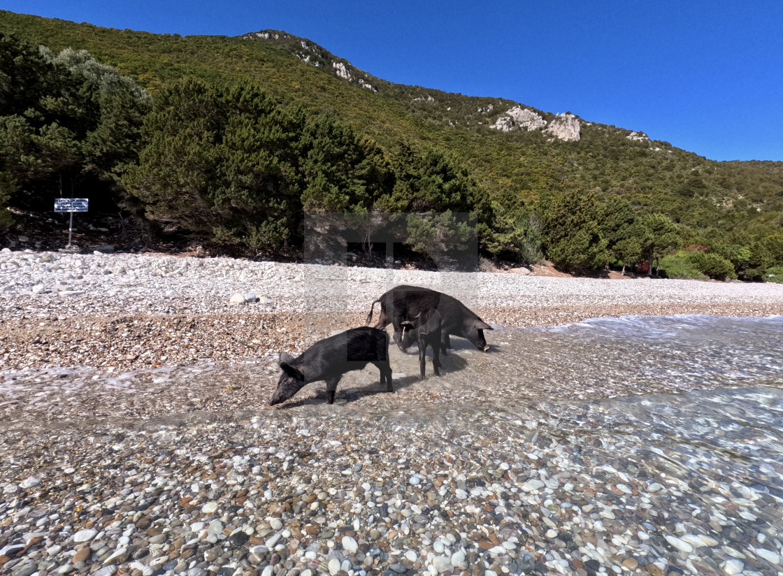 "Pig family on Atokos Island" by - $31.11 "Pig family on Atokos Island" stock image