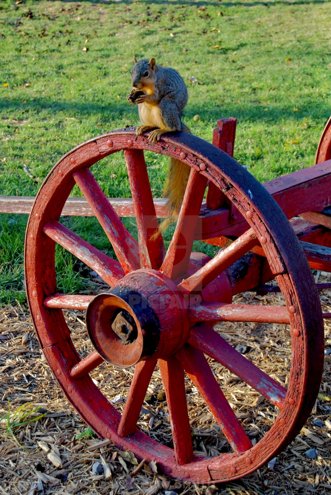 "Squirrel on a Wheel" stock image