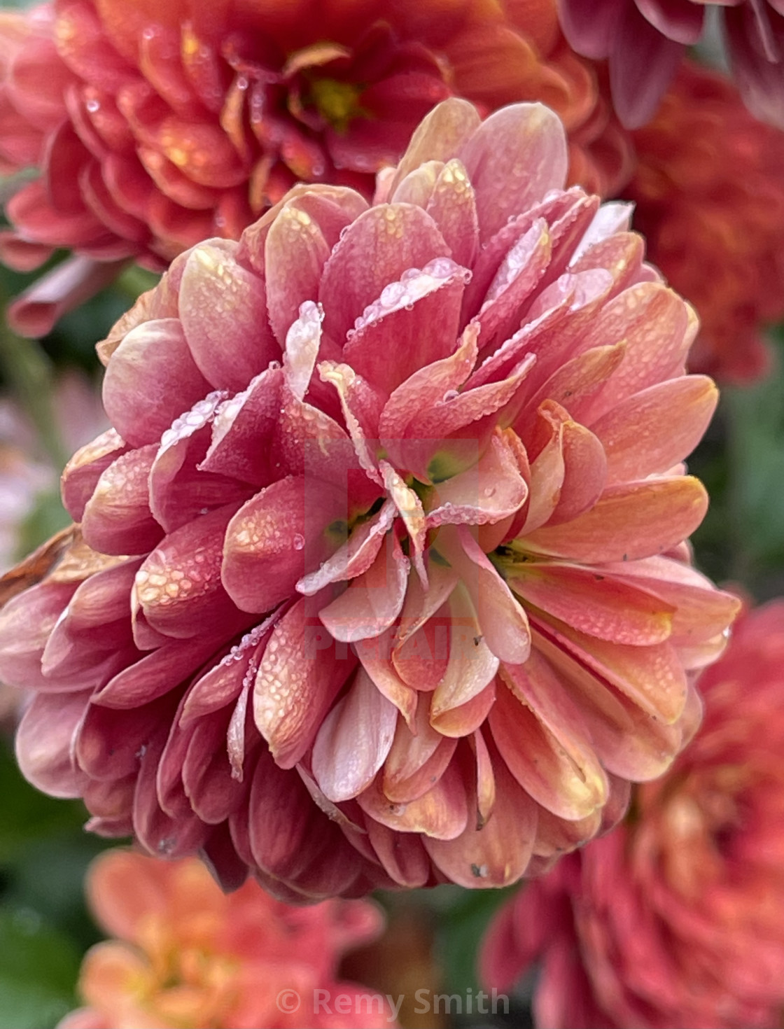 "Autumn Mums" stock image