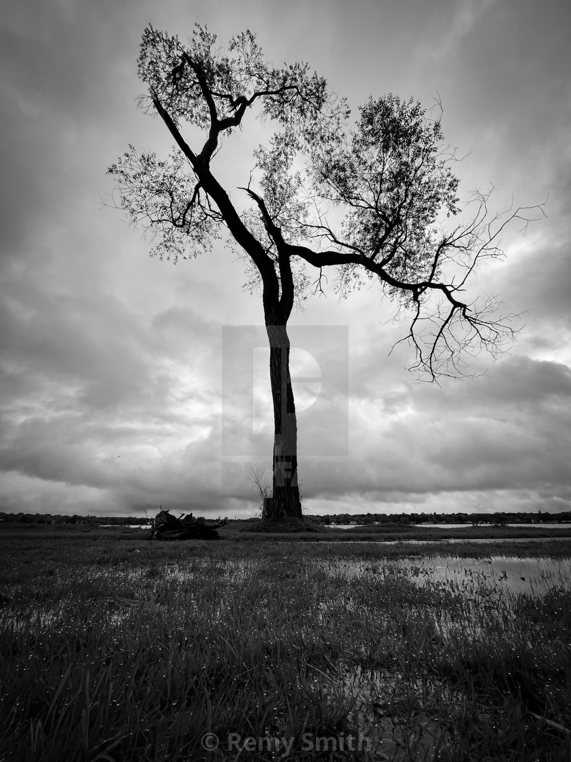 "Lonely Tree" stock image