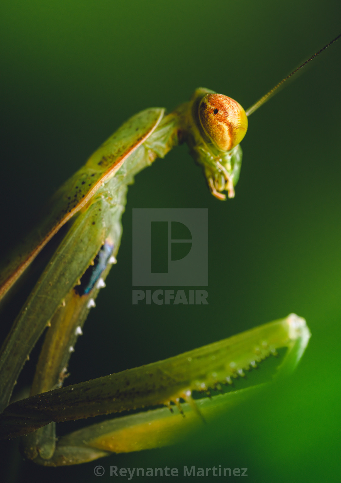 "Assassin" by Reynante Martinez - £12.40 "Assassin" stock image