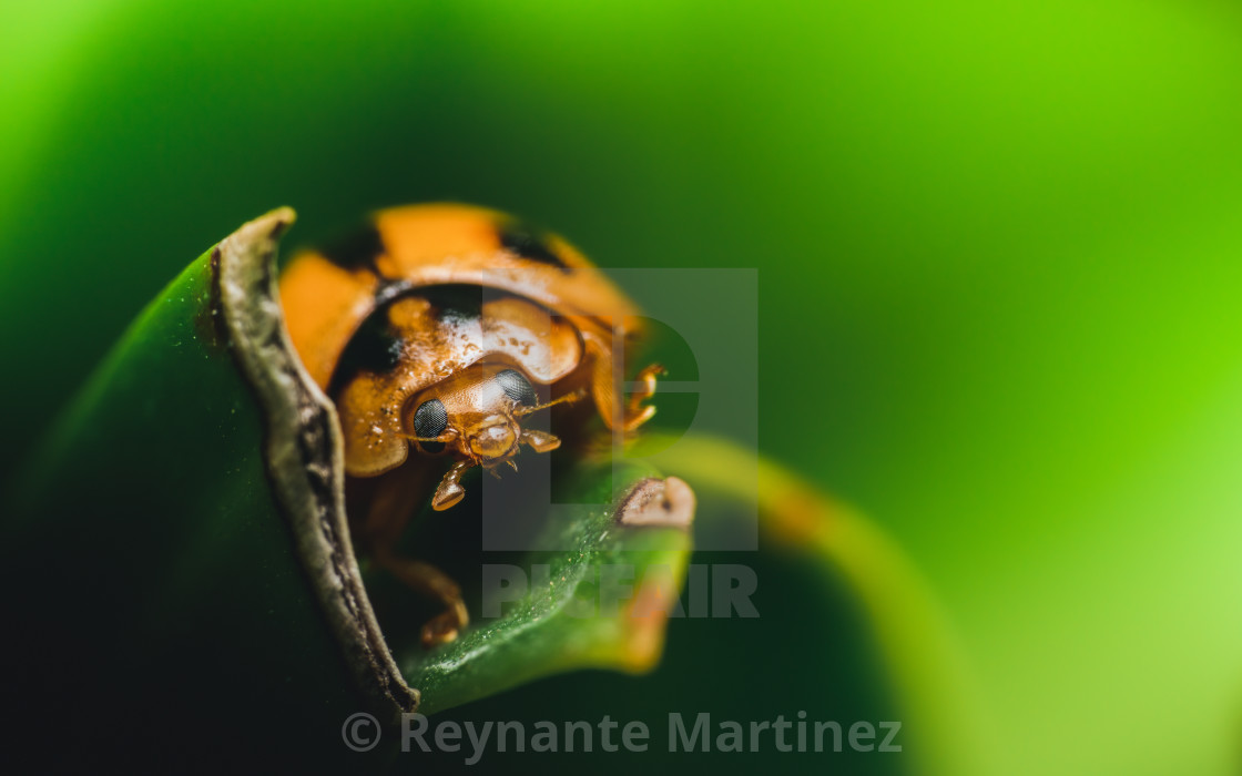 "Lady" by Reynante Martinez - £12.40 "Lady" stock image