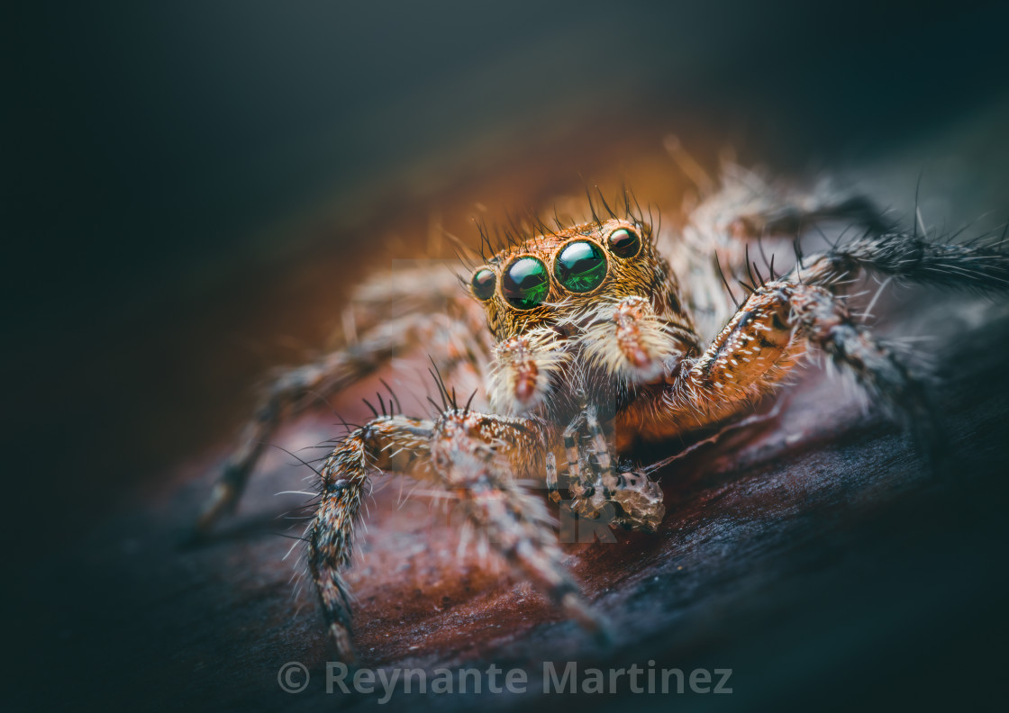 "Closeup of a Female Plexippus petersi Jumping Spider" stock image