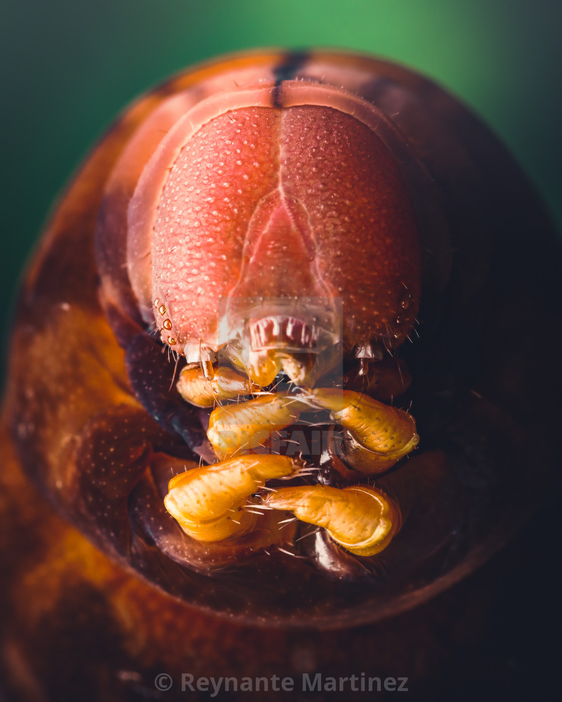 "Closeup of a Hawkmoth Caterpillar" stock image