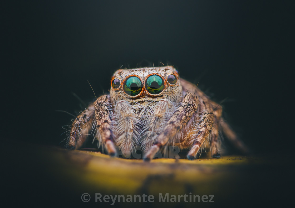 "Closeup of a Green-eyed Jumping Spider" stock image