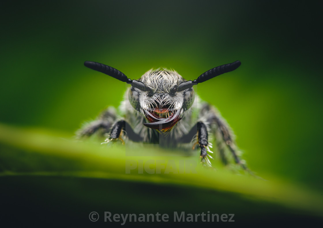 "Closeup of a Scoliid Wasp" stock image